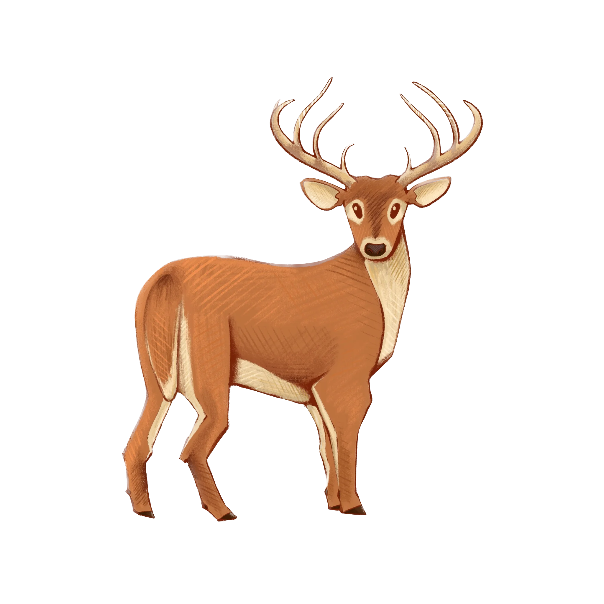 The noble buck